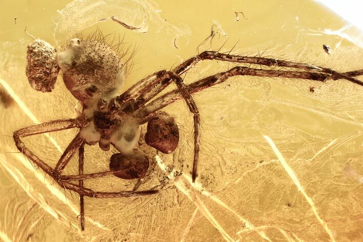 Detailed Fossil Spider (Araneae) In Baltic Amber #321713